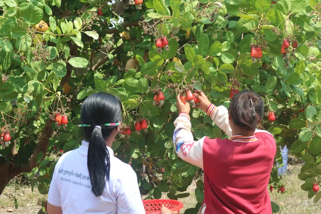 HCST team members hand-picking ripe cashew apples in a partner orchard in Stung Treng, Cambodia
