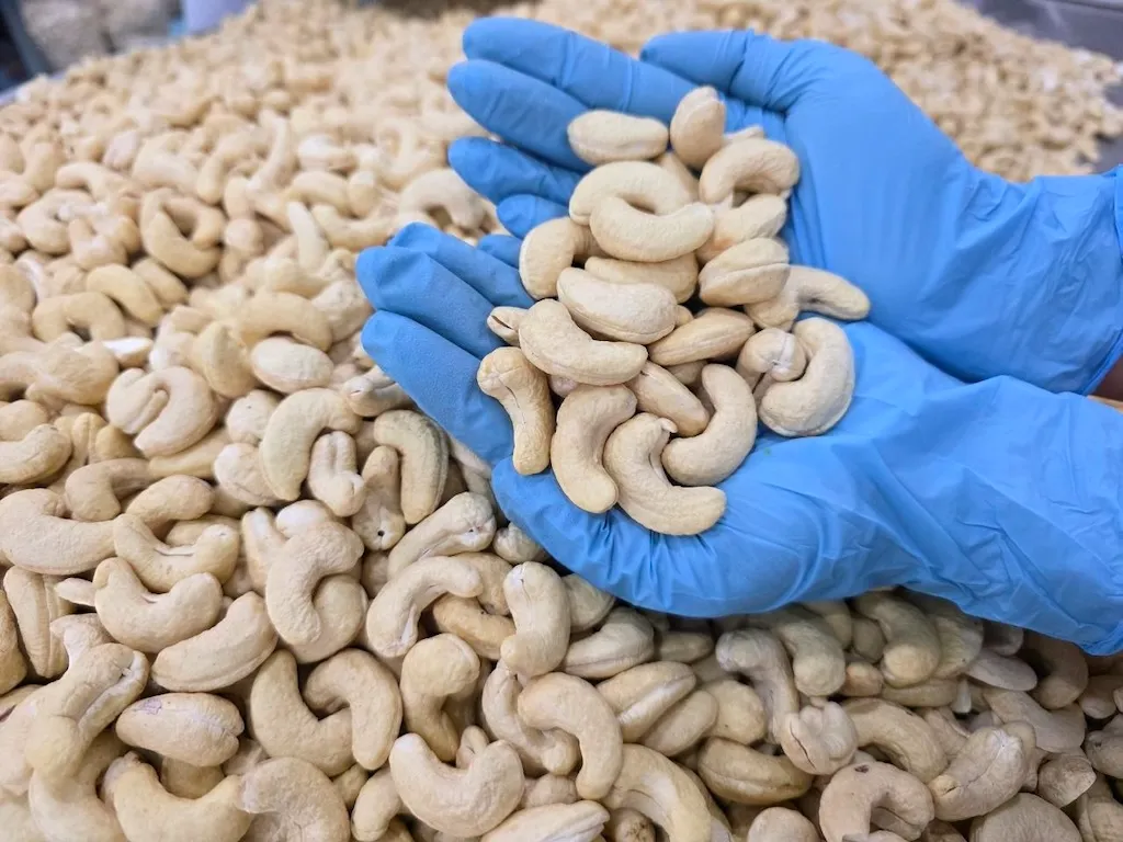 Gloved hands holding whole white cashew kernels at the HCST processing facility in Stung Treng