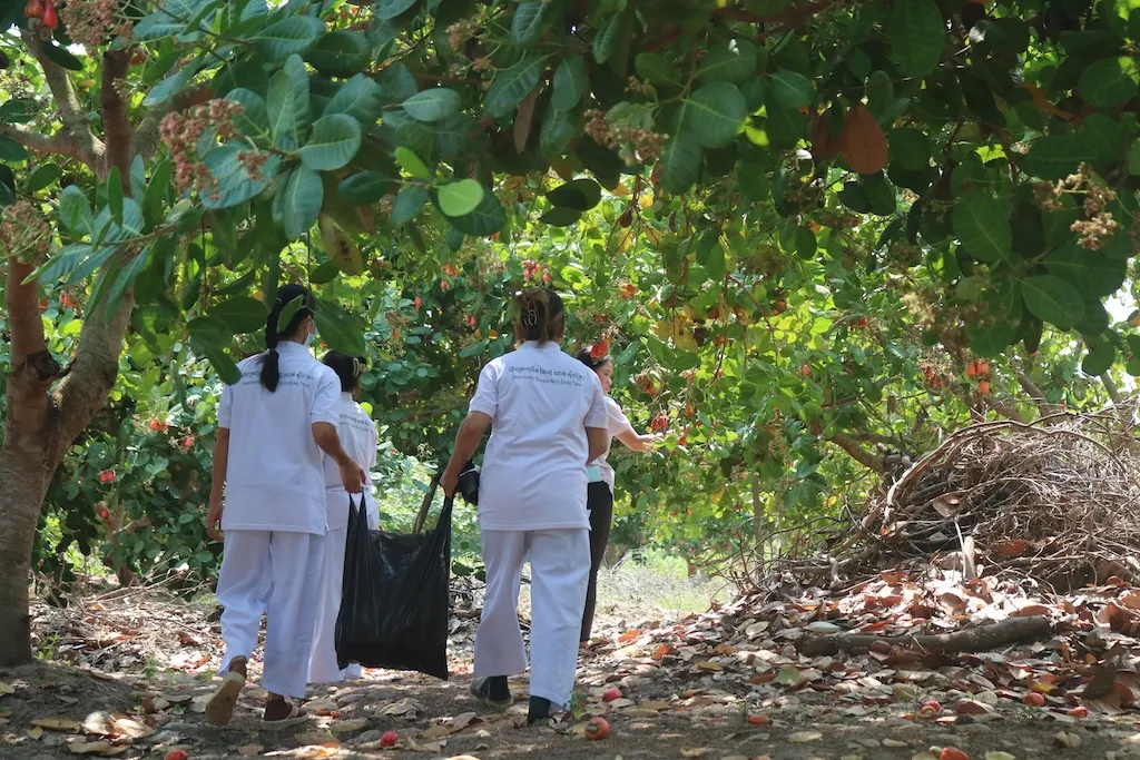 The HCST field team walking through a cashew orchard in Stung Treng, collecting fallen cashew nuts